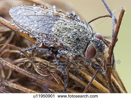 Stock Image - Cluster fly. Fotosearch