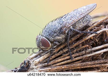 Stock Image - Cluster fly. Fotosearch