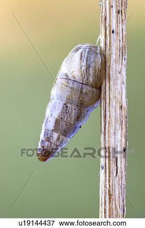 Cochlicopa snail View Large Photo Image Stock Photo - Cochlicopa snail. Fotosearch