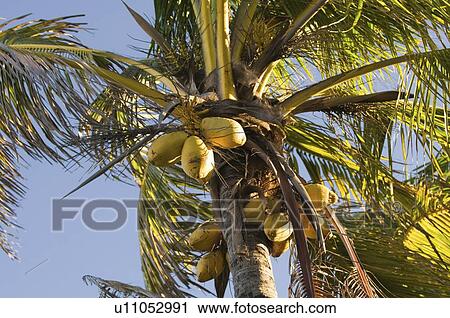 Coconut palm tree View Large Photo Image Stock Image - Coconut palm tree. Fotosearch