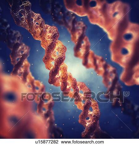 Stock Image - Collagen triple helix molecules, illustration. Fotosearch