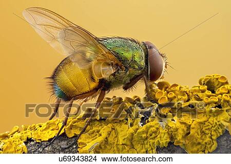 Colourful blow fly View Large Photo Image Picture - Colourful blow fly. Fotosearch