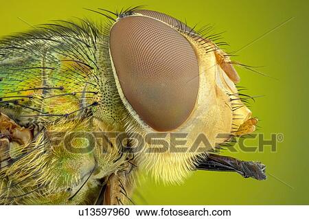 Colourful blow fly View Large Photo Image Stock Image - Colourful blow fly. Fotosearch