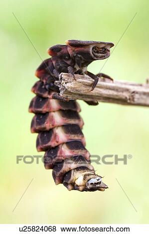 Common glow worm View Large Photo Image Stock Photo - Common glow worm. Fotosearch