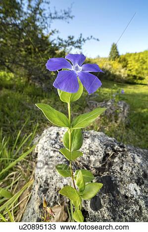 Common periwinkle flower View Large Photo Image Stock Image - Common periwinkle flower. Fotosearch