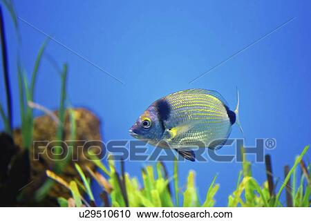 Stock Image - Common two-banded seabream. Fotosearch