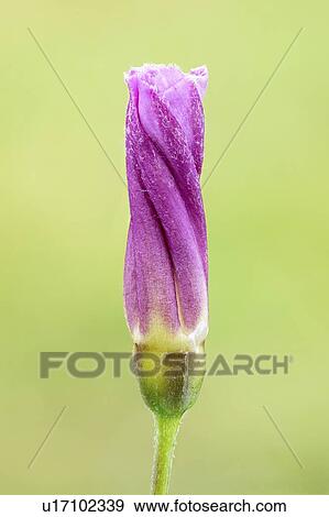 Stock Photo - Convolvulaceae wildflower. Fotosearch