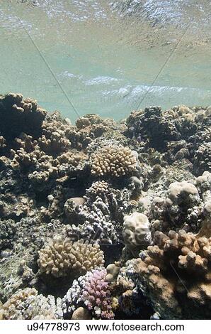 Coral garden View Large Photo Image Stock Image - Coral garden. Fotosearch