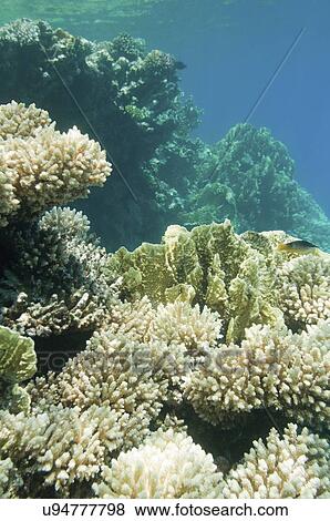 Stock Photo - Coral garden. Fotosearch