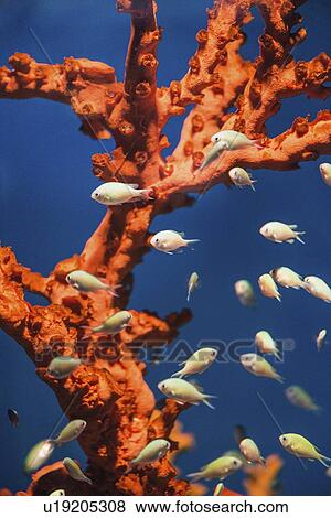 Stock Photo - Coral Reef Fish. Fotosearch
