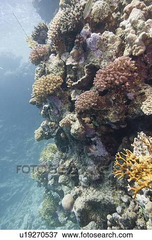 Coral reef View Large Photo Image Stock Photo - Coral reef. Fotosearch
