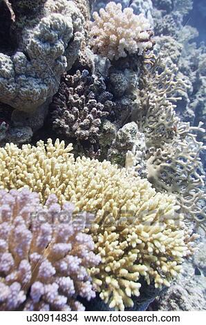 Corals View Large Photo Image Picture - Corals. Fotosearch