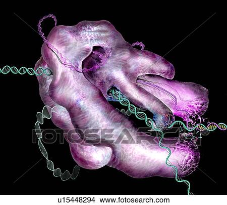 CRISPR-Cas9 gene editing complex, illustration View Large Photo Image Picture - CRISPR-Cas9 gene editing complex, illustration. Fotosearch