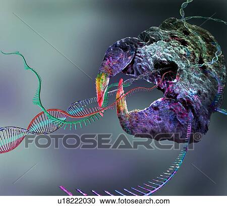 Stock Image - CRISPR-Cas9 gene editing complex, conceptual illustration. Fotosearch