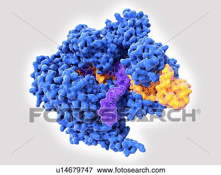 CRISPR-Cas9 gene editing complex, illustration View Large Photo Image Stock Photo - CRISPR-Cas9 gene editing complex, illustration. Fotosearch