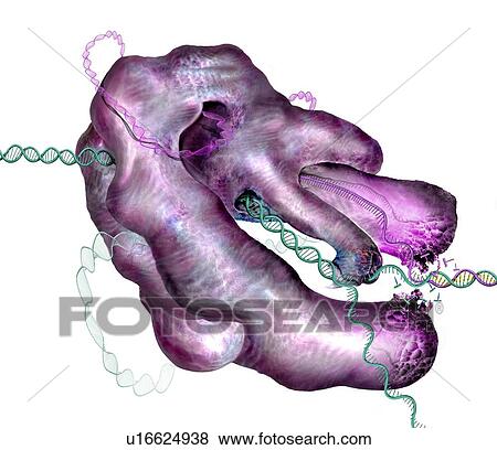 CRISPR-Cas9 gene editing complex, illustration View Large Photo Image Stock Photo - CRISPR-Cas9 gene editing complex, illustration. Fotosearch