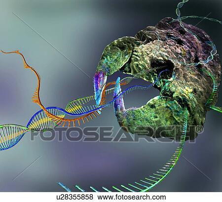 CRISPR-Cas9 gene editing complex, conceptual illustration View Large Photo Image Stock Photo - CRISPR-Cas9 gene editing complex, conceptual illustration. Fotosearch