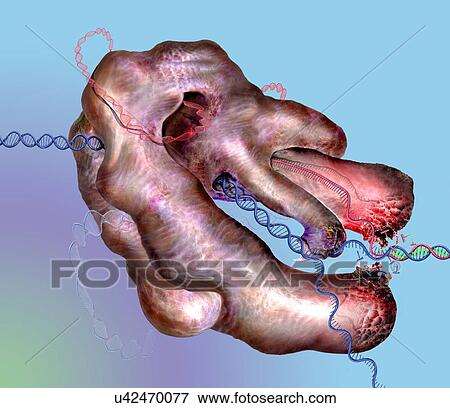 Stock Photo - CRISPR-Cas9 gene editing complex, illustration. Fotosearch