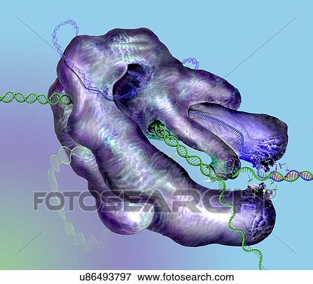 Stock Photo - CRISPR-Cas9 gene editing complex, illustration. Fotosearch