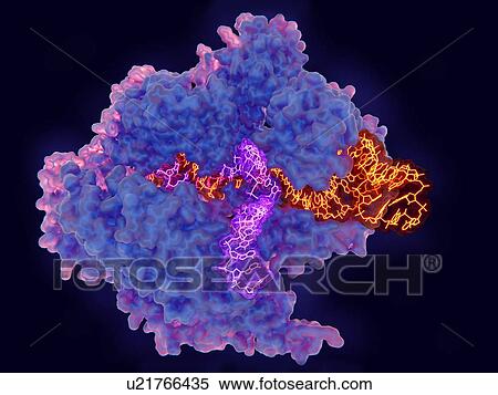 CRISPR-Cas9 gene editing complex, illustration View Large Photo Image Stock Photography - CRISPR-Cas9 gene editing complex, illustration. Fotosearch