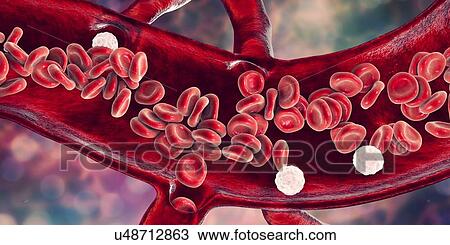 Stock Image - Cross-section of a blood vessel, illustration. Fotosearch