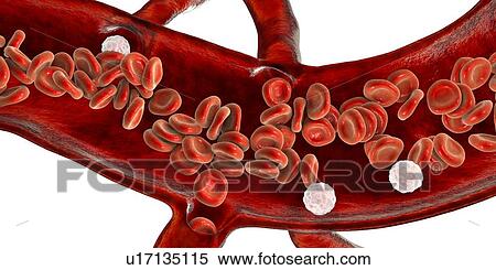 Stock Photography - Cross-section of a blood vessel, illustration. Fotosearch