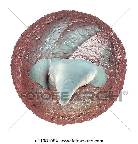 Picture - Cryptosporidium parvum oocyst, illustration. Fotosearch