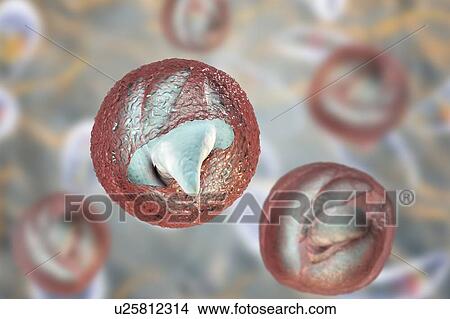 Picture - Cryptosporidium parvum oocyst, illustration. Fotosearch