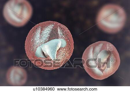 Stock Image - Cryptosporidium parvum oocyst, illustration. Fotosearch