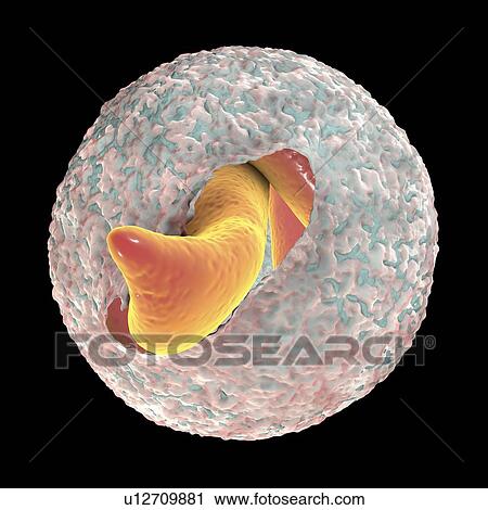 Stock Image - Cryptosporidium parvum oocyst, illustration. Fotosearch