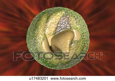 Cryptosporidium parvum oocyst, illustration View Large Photo Image Stock Image - Cryptosporidium parvum oocyst, illustration. Fotosearch
