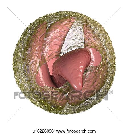 Cryptosporidium parvum oocyst, illustration View Large Photo Image Stock Photograph - Cryptosporidium parvum oocyst, illustration. Fotosearch