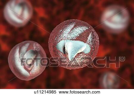 Cryptosporidium parvum oocyst, illustration View Large Photo Image Stock Photography - Cryptosporidium parvum oocyst, illustration. Fotosearch