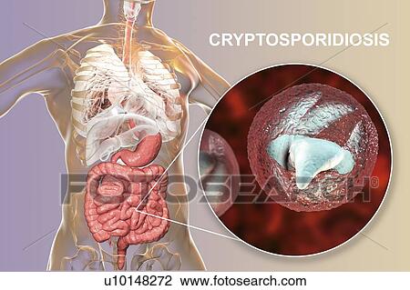 Stock Image - Cryptosporidium protozoan intestinal parasite, illustration. Fotosearch