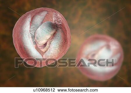 Stock Image - Cryptosporidium protozoan intestinal parasite, illustration. Fotosearch
