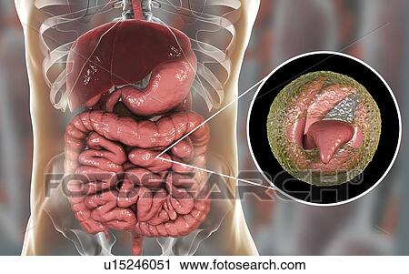 Cryptosporidium protozoan intestinal parasite, illustration View Large Photo Image Stock Image - Cryptosporidium protozoan intestinal parasite, illustration. Fotosearch