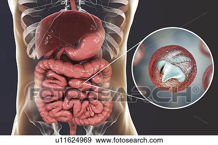 Stock Photo - Cryptosporidium protozoan intestinal parasite, illustration. Fotosearch