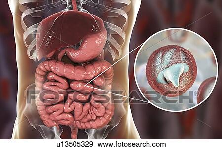Cryptosporidium protozoan intestinal parasite, illustration View Large Photo Image Stock Photo - Cryptosporidium protozoan intestinal parasite, illustration. Fotosearch