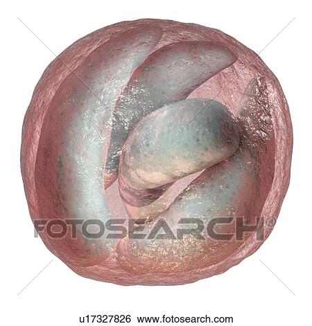 Cryptosporidium protozoan intestinal parasite, illustration View Large Photo Image Stock Photograph - Cryptosporidium protozoan intestinal parasite, illustration. Fotosearch
