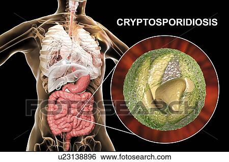 Stock Photograph - Cryptosporidium protozoan intestinal parasite, illustration. Fotosearch