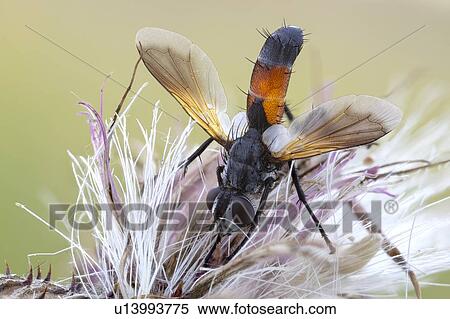 Cylindromia fly View Large Photo Image Stock Photography - Cylindromia fly. Fotosearch