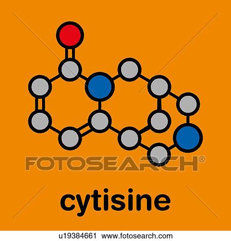 Stock Image - Cytisine smoking cessation drug, molecular model. Fotosearch