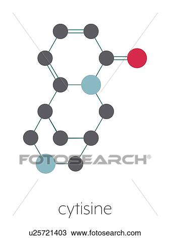 Stock Image - Cytisine smoking cessation drug, molecular model. Fotosearch