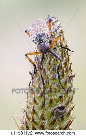 Dagger fly View Large Photo Image Stock Image - Dagger fly. Fotosearch