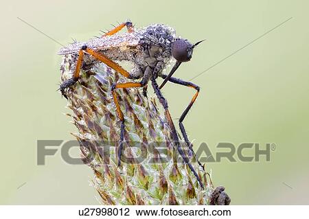Stock Image - Dagger fly. Fotosearch