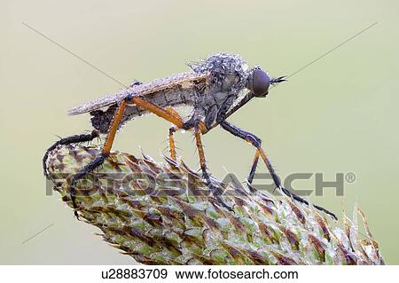 Dagger fly View Large Photo Image Stock Photo - Dagger fly. Fotosearch