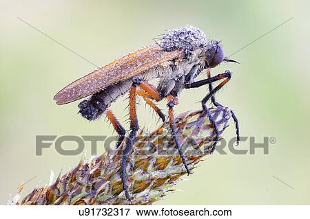 Stock Photo - Dagger fly. Fotosearch