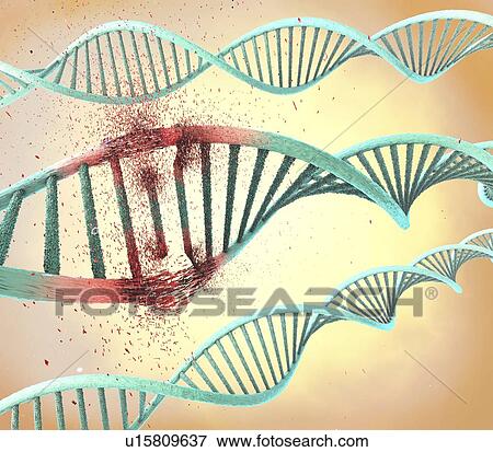 Stock Photo - Damaged DNA molecule, illustration. Fotosearch