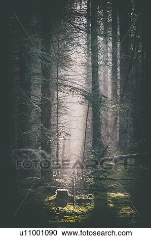 Stock Image - Dark woodland. Fotosearch