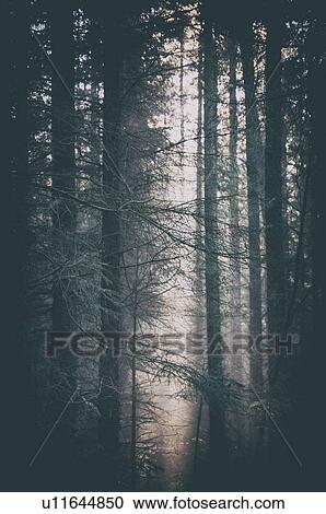 Stock Image - Dark woodland. Fotosearch